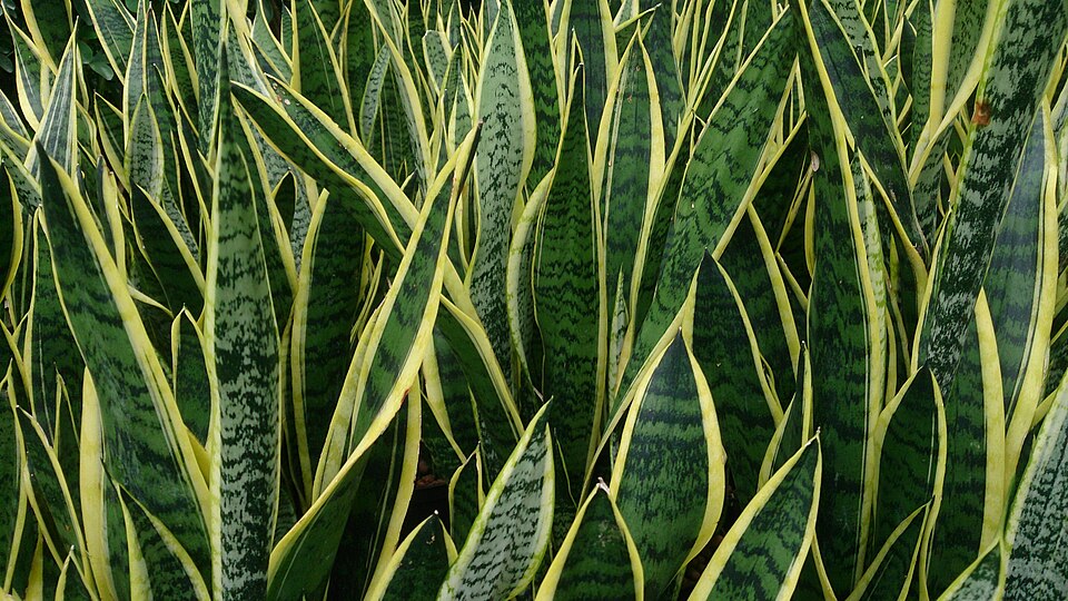 Dracaena trifasciata