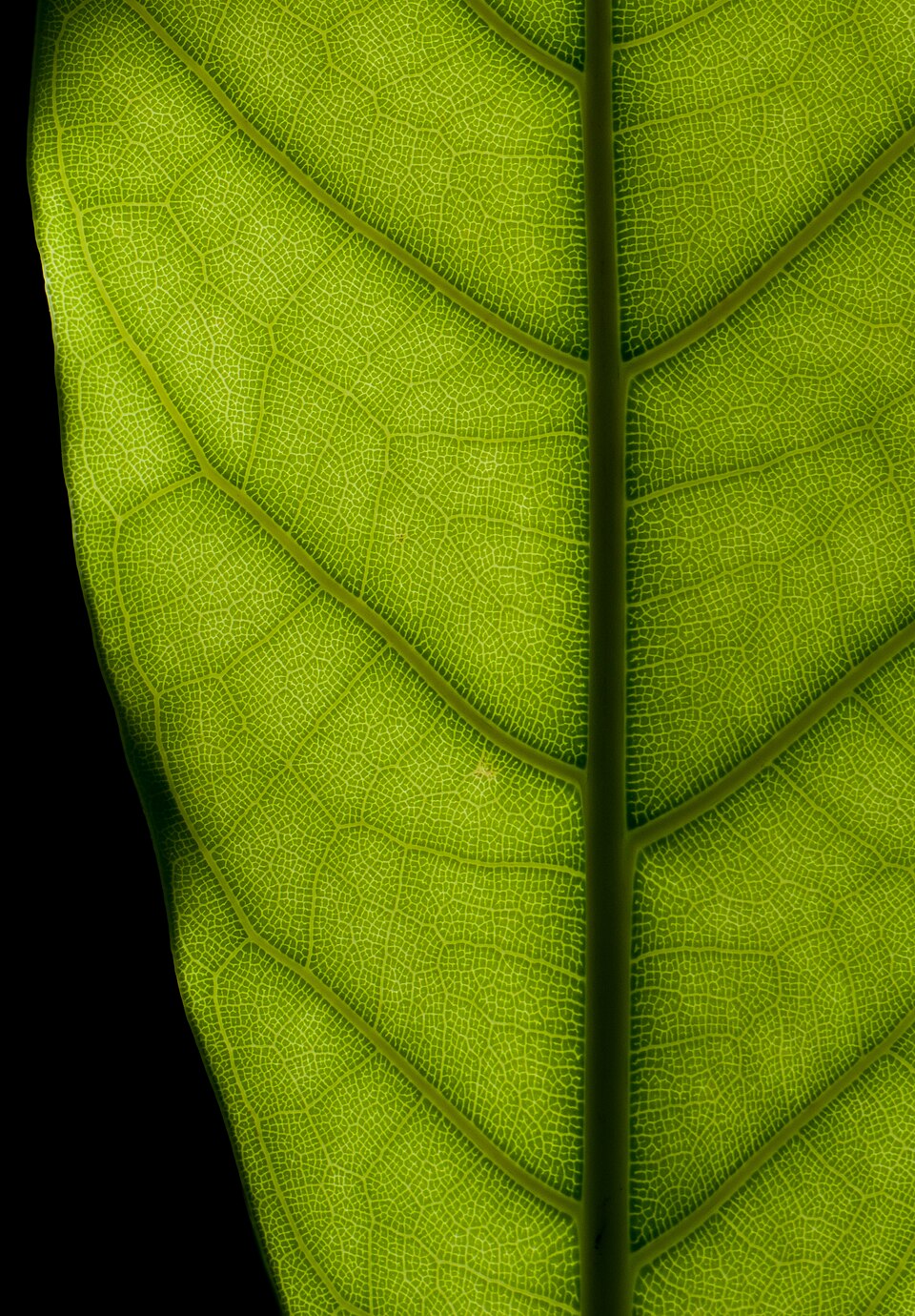 Ficus elastica