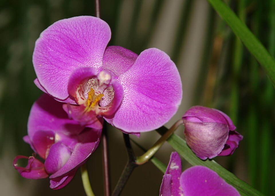 Phalaenopsis spp.